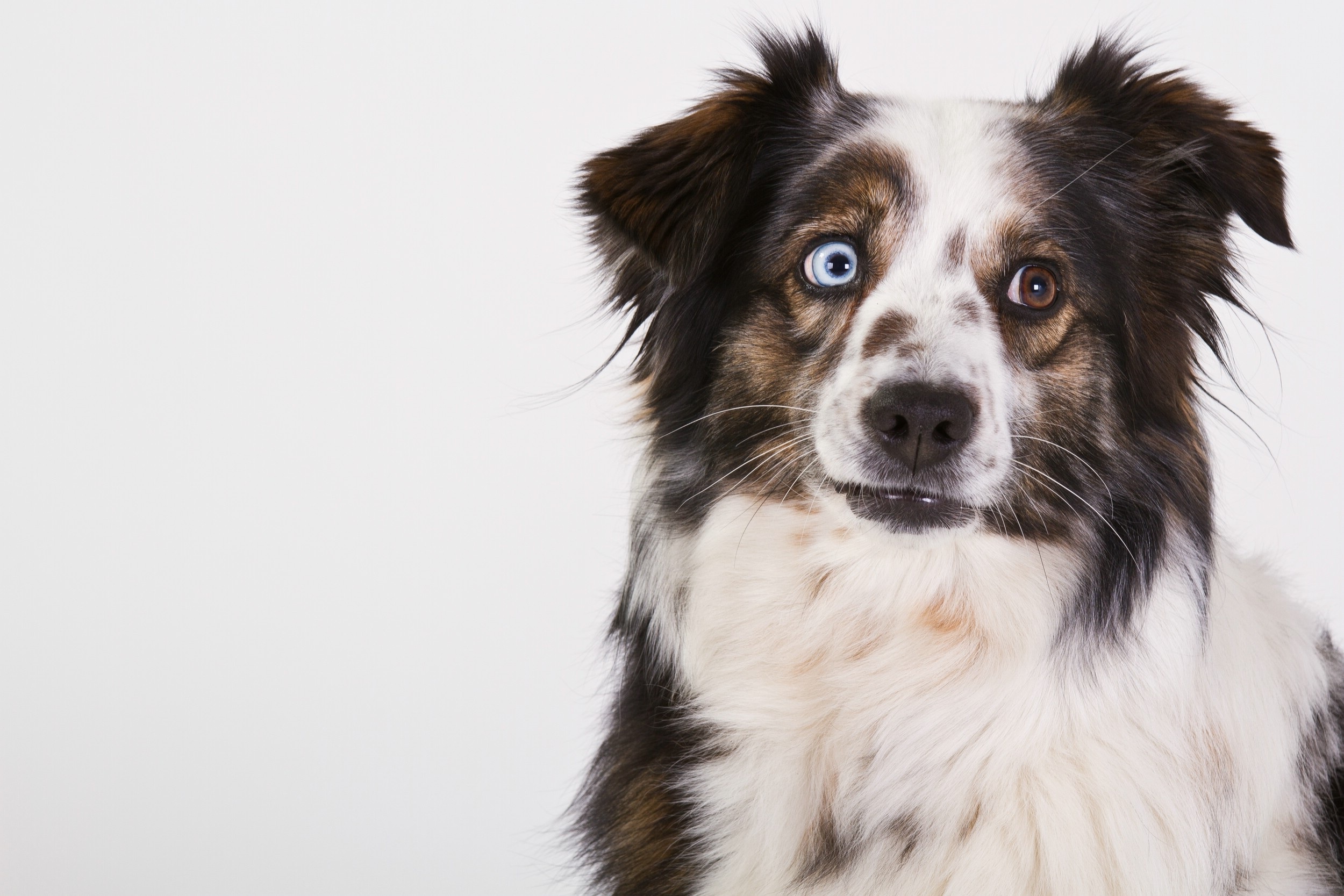Dog at daycare